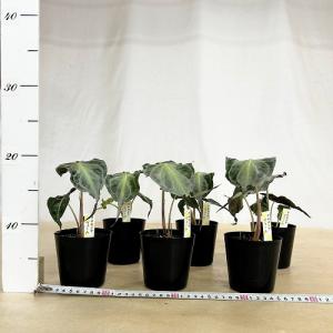 注目 アロカシア ヴェノム 株小さめ 3号鉢(...の詳細画像3