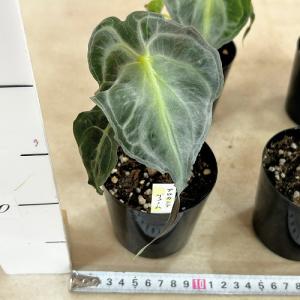 注目 アロカシア ヴェノム 株小さめ 3号鉢(...の詳細画像5