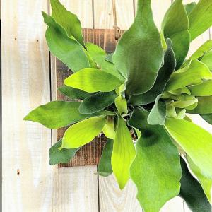 観葉植物 コウモリラン ネザーランド 壁掛け※水...の商品画像