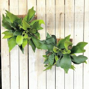 観葉植物 コウモリラン ネザーランド 壁掛け※...の詳細画像1