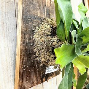 観葉植物 コウモリラン ネザーランド 壁掛け※...の詳細画像2