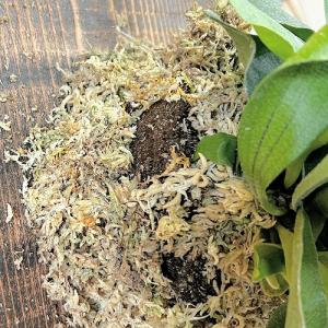 観葉植物 コウモリラン ネザーランド 壁掛け※...の詳細画像3
