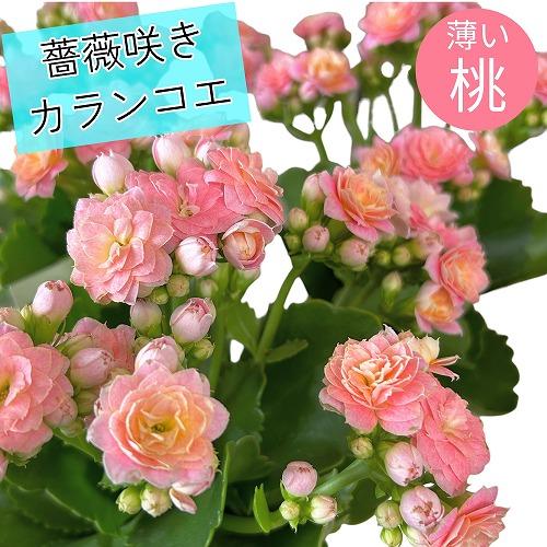 多肉植物　薔薇咲きカランコエ モアフラワーズパリ 薄いピンク 3.5号鉢(個体おまかせ1鉢)　インテ...