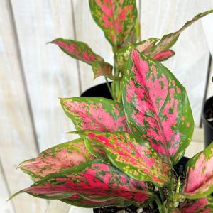 観葉植物　アグラオネマ アンヤマニーロングリーフ 3号硬質ポット(個体おまかせ1鉢)　インテリアグリーン 室内園芸 おしゃれ 可愛い かわいい