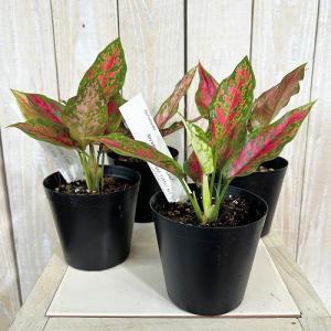 観葉植物 アグラオネマ アンヤマニーロングリー...の詳細画像1
