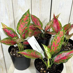 観葉植物 アグラオネマ アンヤマニーロングリー...の詳細画像2