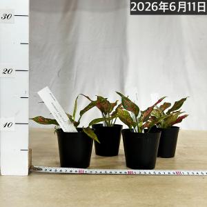 観葉植物 アグラオネマ アンヤマニーロングリー...の詳細画像4