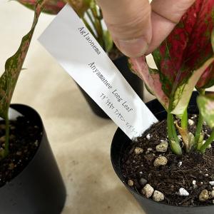 観葉植物 アグラオネマ アンヤマニーロングリー...の詳細画像3