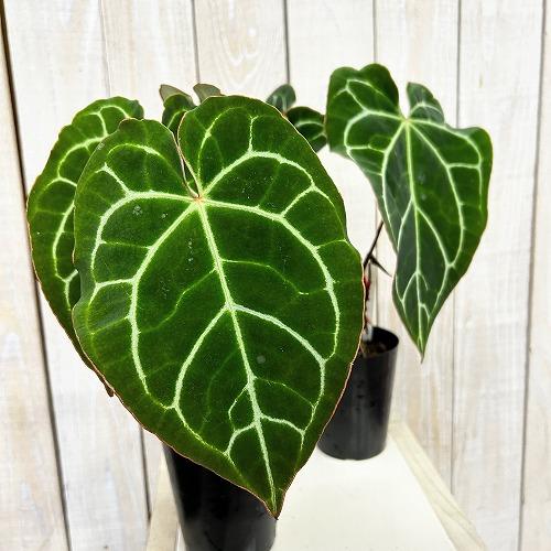 観葉植物　アンスリウム クリスタリナム(茎・縁赤タイプ) 3号ロング硬質ポット(個体おまかせ1鉢)　...