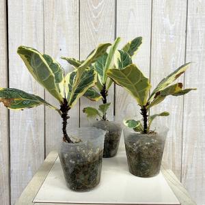 観葉植物 【葉傷みあり】斑入りカシワバゴム(フ...の詳細画像1