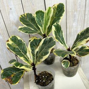 観葉植物 【葉傷みあり】斑入りカシワバゴム(フ...の詳細画像2