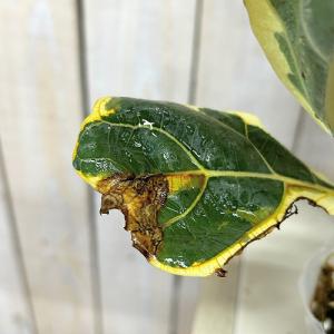 観葉植物 【葉傷みあり】斑入りカシワバゴム(フ...の詳細画像3