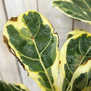 観葉植物 【葉傷みあり】斑入りカシワバゴム(フ...の詳細画像5