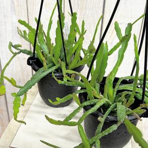 観葉植物　リプサリス ミクランサ 3.5号吊り鉢(個体おまかせ1鉢)　インテリアグリーン 室内園芸 おしゃれ 可愛い かわいい
