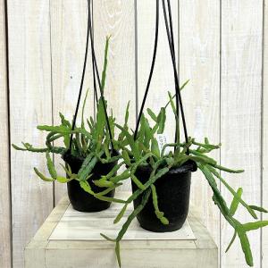 観葉植物 リプサリス ミクランサ 3.5号吊り...の詳細画像1