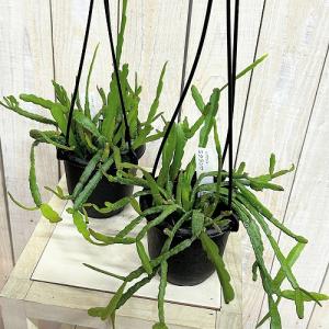観葉植物 リプサリス ミクランサ 3.5号吊り...の詳細画像2