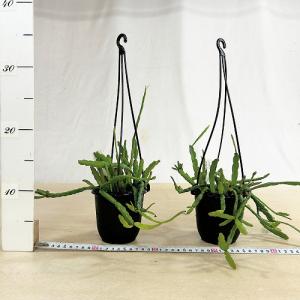 観葉植物 リプサリス ミクランサ 3.5号吊り...の詳細画像3