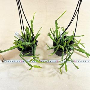 観葉植物 リプサリス ミクランサ 3.5号吊り...の詳細画像4