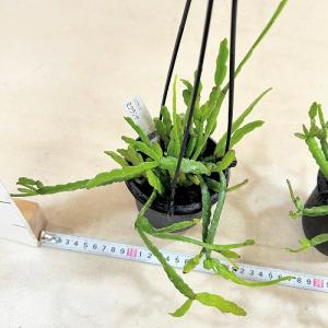 観葉植物 リプサリス ミクランサ 3.5号吊り...の詳細画像5