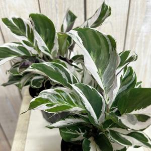 人気　カラテア ホワイトフュージョン 3号ポット(個体おまかせ1鉢)　観葉植物 インテリア おしゃれ 可愛い かわいい 希少種 レア 珍しい
