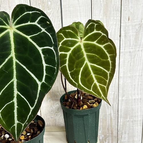 観葉植物　【赤縁・赤茎タイプ】アンスリウム クリスタリナム※傷みあり 4.5号硬質ポット(緑)(個体...