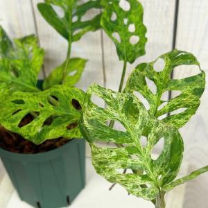 観葉植物　ミント斑マドカズラ(モンステラ アダンソニー モトルド) 4号スリット鉢(個体おまかせ1鉢)　インテリア 室内 おしゃれ 可愛い かわいい
