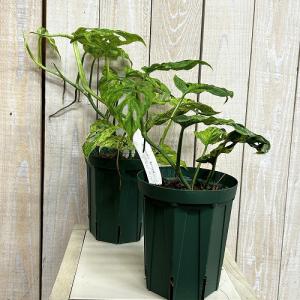 観葉植物 ミント斑マドカズラ(モンステラ アダ...の詳細画像1
