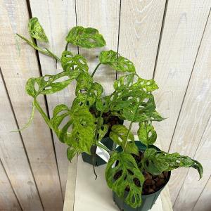 観葉植物 ミント斑マドカズラ(モンステラ アダ...の詳細画像2