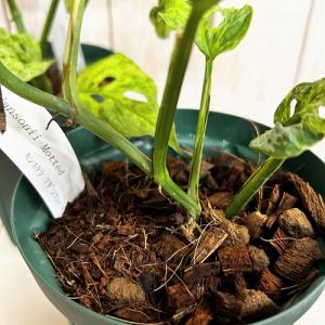 観葉植物 ミント斑マドカズラ(モンステラ アダ...の詳細画像3