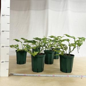 観葉植物 ミント斑マドカズラ(モンステラ アダ...の詳細画像4