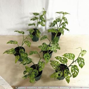 観葉植物 ミント斑マドカズラ(モンステラ アダ...の詳細画像5