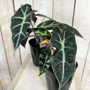 観葉植物　矮性アロカシア ドワーフアマゾニカ 3号ロングポット(個体おまかせ1鉢)　インテリア 室内 おしゃれ 可愛い かわいい
