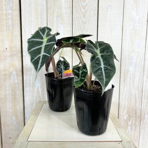 観葉植物 矮性アロカシア ドワーフアマゾニカ ...の詳細画像1