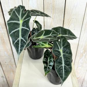 観葉植物 矮性アロカシア ドワーフアマゾニカ ...の詳細画像2