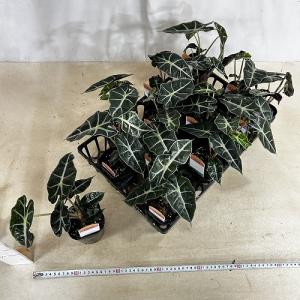 観葉植物 矮性アロカシア ドワーフアマゾニカ ...の詳細画像4
