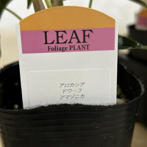 観葉植物 矮性アロカシア ドワーフアマゾニカ ...の詳細画像5