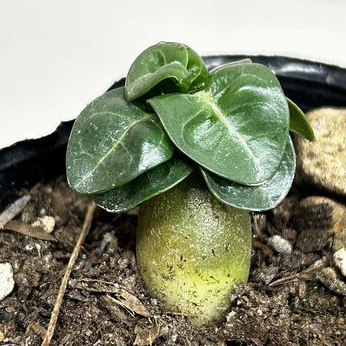 塊根植物　獅子葉アデニウム ドーセットホーン 2号ポット(個体おまかせ1鉢)　インテリア 室内 おし...