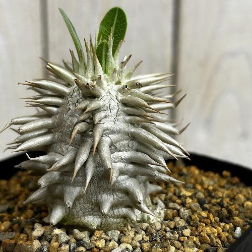 塊根植物　【個体A】パキポディウム エブレネウム 10.5cm角鉢(現品)　インテリア 室内 おしゃ...