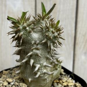 塊根植物 【個体B】パキポディウム デンシフロー...の商品画像