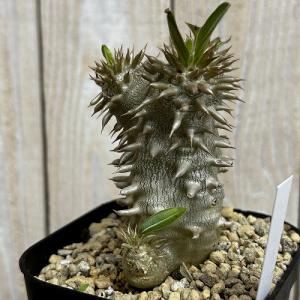 塊根植物 【個体B】パキポディウム デンシフロ...の詳細画像2