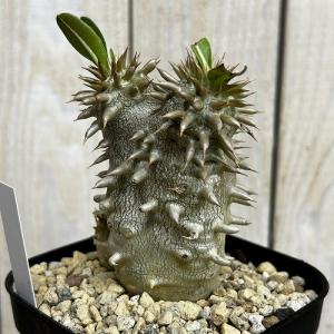 塊根植物 【個体B】パキポディウム デンシフロ...の詳細画像3