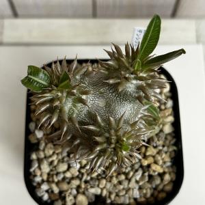 塊根植物 【個体B】パキポディウム デンシフロ...の詳細画像4