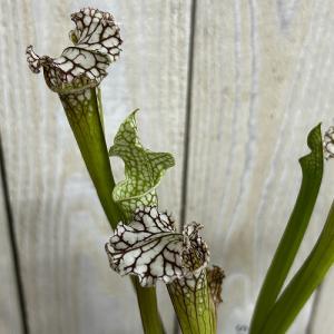 食虫植物　サラセニア パープレア レウコフィラ 2号ポット(個体おまかせ1鉢)　インテリア 室内 おしゃれ 可愛い かわいい