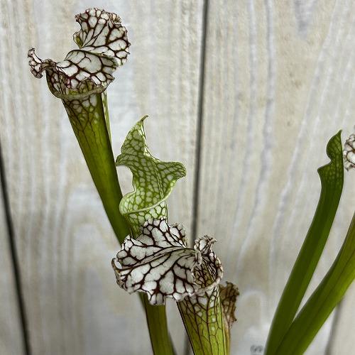 食虫植物　サラセニア パープレア レウコフィラ 2号ポット(個体おまかせ1鉢)　インテリア 室内 お...
