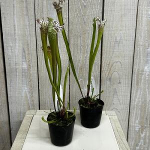 食虫植物 サラセニア パープレア レウコフィラ...の詳細画像1