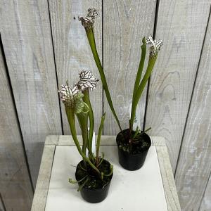 食虫植物 サラセニア パープレア レウコフィラ...の詳細画像2