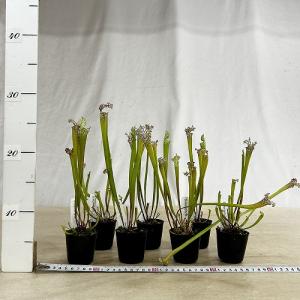 食虫植物 サラセニア パープレア レウコフィラ...の詳細画像3
