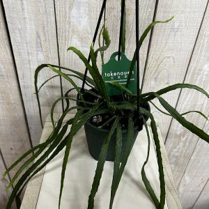 観葉植物　レピスミウム ボリビアナム 4号吊り鉢(個体おまかせ1鉢)　インテリア 室内 おしゃれ 可愛い かわいい