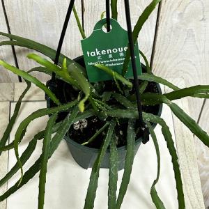 観葉植物 レピスミウム ボリビアナム 4号吊り...の詳細画像2