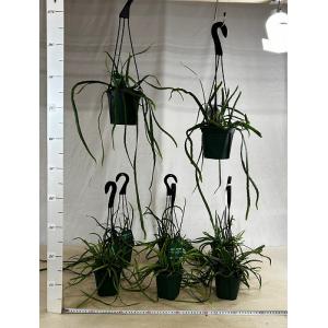 観葉植物 レピスミウム ボリビアナム 4号吊り...の詳細画像3